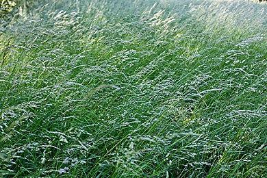 《梦幻之星在线2：新起源》公布7月更新计划 新武器以及9周年活动